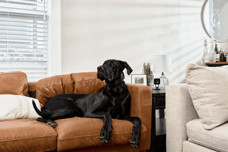 Vivint indoor camera night vision